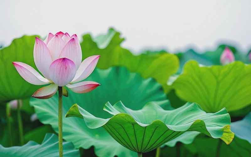深入探讨红莲两瓣夹玉柱最经典四句话在中华典籍中的核心地位及其哲学意涵