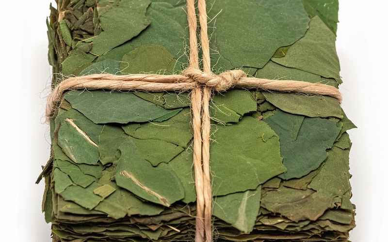 荷叶泡水喝的神奇功效与健康益处大揭秘