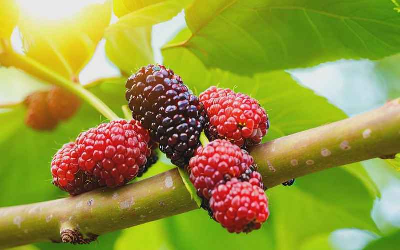 桑葚的十大功效与作用及其主治范围详解